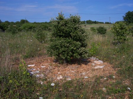 Truffes du Périgord  recolté après élaboration autour des plants truffiers marquage du brulé. truffe du Périgord noir, la  truffe diamant or noir du Périgord