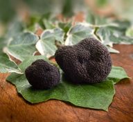 Vente de truffes fraiches du Périgord, veritable truffes noires du Perigord. La truffiere compos de chnes truffiers est située en perigord noir